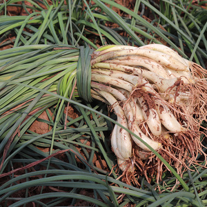 【带叶】四川藠头新鲜茭头现挖现发荞头农家藠头可做泡菜5斤包邮