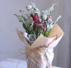 彩马荷兰冰雪女王马蹄莲带花彩色阳台室内植物盆栽年宵花卉礼物