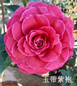 玉带紫袍,3年苗