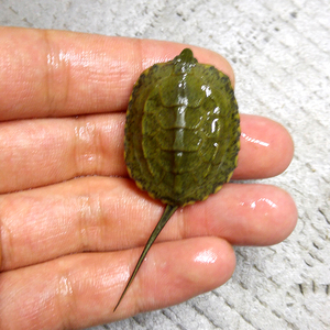 日石杂草龟苗杂交龟苗花草杂交龟苗日本石龟杂交草龟腊龟乌龟活体