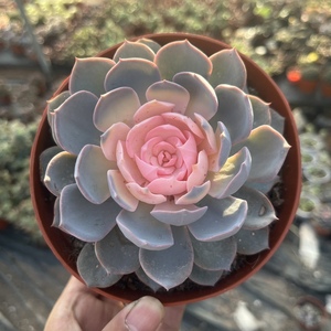 绿衡旗舰店天猫多肉植物稀品种有彩色红心法师药锦