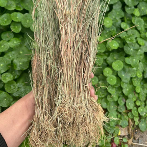 野生猫毛草金丝草干货新鲜黄毛草现采猫仔草墙头竹笔仔草清热下火