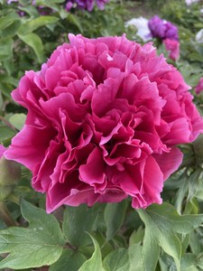 花王菏泽牡丹世家正宗观赏牡丹花苗重瓣大苗盆栽庭院花卉室内外