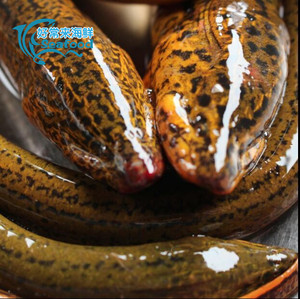 000人付款淘宝千岛湖野生河鳗溪鳗新鲜鳗鱼鲜活淡水白鳝鱼整条包活