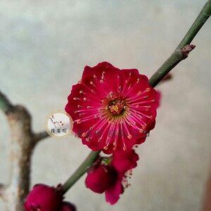 红须朱砂梅 两年梅接苗 小桩 朱砂梅 红梅 梅花盆栽 品种保证