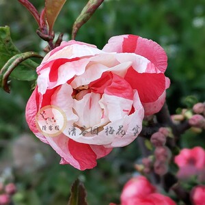 海棠原生苗 稀有品种海棠 梦绘卷 羽衣锦 包对版包原生