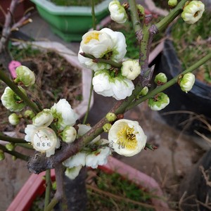 绿萼梅  绿梅 金钱绿萼变绿萼台阁绿萼 梅花阳台庭院冬季木本花卉