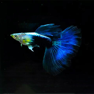 孔雀鱼蓝礼服活体观赏鱼热带鱼种鱼孕母德系大背纯种活体精品