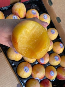 美国火龙蛋李子2斤黄肉恐龙蛋布林青李子新鲜酸甜孕妇水果发顺丰