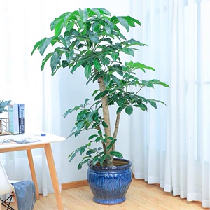 大叶伞招财树大型盆栽室内北欧风客厅绿植摇钱树植物澳洲鸭脚木