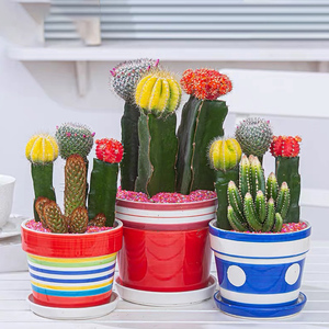 珠海三色仙人掌组合多肉植物仙人球盆栽办公室桌面防辐射肉肉盆景
