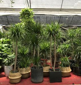 珠海耐荫室内观叶植物姿态优美大型老桩盆栽单杆多头造型龙血树