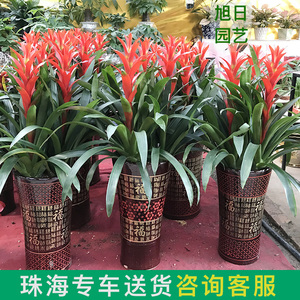 珠海植物花卉绿植实体店盆栽红星当头红掌粉掌吸甲醛带盆