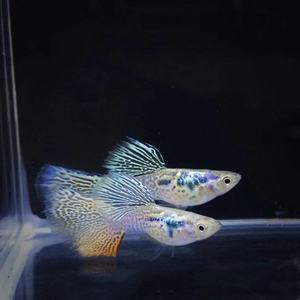 小型热带鱼观赏鱼孔雀鱼美杜莎 凤尾鱼满额包邮冬季正常发货