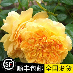 耐寒灌木多头月季花苗 利亚图图 勤花 非常抗病 四季循环开花