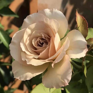 河本系列新品翼/光之翼第九天使月季花2加仑根接大苗一六八园艺