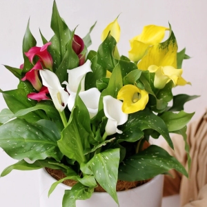 进口彩色马蹄莲盆栽带花发货 开花不断客厅阳台 原盆原土基地直发