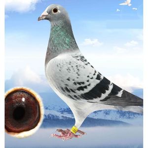 鸽子活体一对原配信鸽赛鸽可繁殖菜鸽包活火凤凰幼鸽黑鸽大鼻种鸽