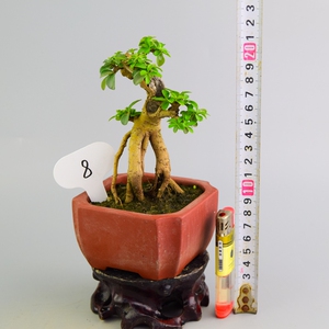 米叶冬青下山桩