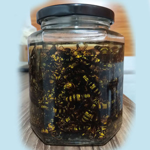 马蜂酒农家自泡野生胡蜂酒深山虎头蜂酒黑胡蜂酒黄蜂酒地蜂酒雄蜂