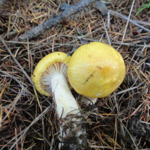 吉林纯野生小黄蘑长白山深山精选黄蘑菇东北特产干货农家无根250g