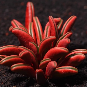 红背椒草多肉老桩