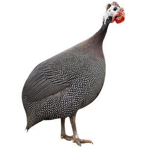 珍珠鸡种蛋受精蛋可孵化的小鸡苗纯种珍珠鸡高产土鸡种蛋10枚包邮