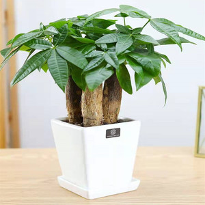 三株发财树盆栽 办公室室内绿植 卧室桌面植物盆景客厅花卉