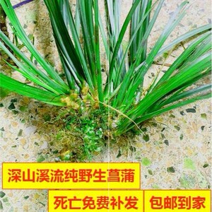 石菖蒲盆景草龙根水植物附石清仓虎须苍蒲草水培苗盆栽香蒲菖