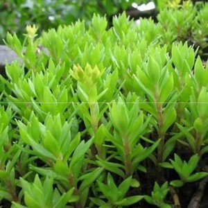 垂盆草中药野生垂盆草可食用养肝护肝野生吊栽花卉绿植四季常青