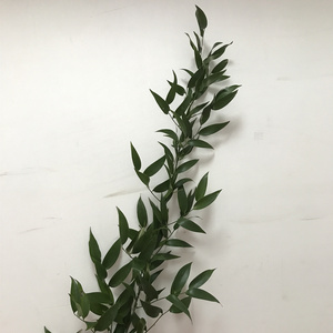 严选鲜花 进口熊猫竹 花期长 家居办公室 标价为一枝价格顺丰包邮