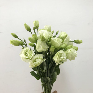 绿色洋桔梗花束