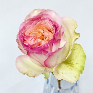 爱园花卉 | 蝴蝶公主 超新品花园玫瑰花苗盆栽月季切花花卉包对版