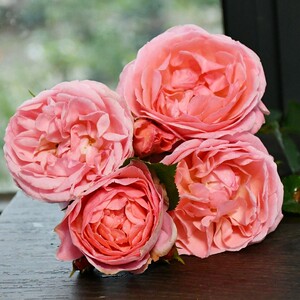 【爱园花卉】浪漫芭蕾橙粉色浓香月季花苗大花浓香阳台庭院盆栽好