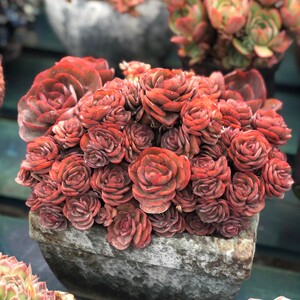 秀妍紫珍珠红心莲多头老桩群生大颗多肉植物肉肉花卉包邮