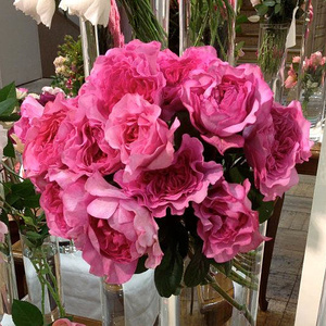 伊芙月读/月読tukiyomi  日本灌木月季月季四季开花 扦插苗