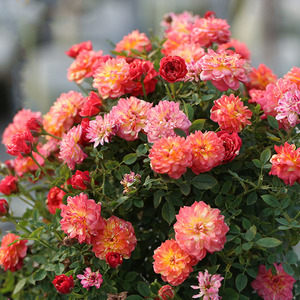 躲躲藏藏微型捉迷藏月季花苗阳台庭院四季开花机器勤花盆栽花卉