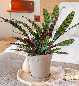 猫眼竹芋豹纹彩虹观叶植物喜阴桌面趣味绿植室内盆栽土好养易活