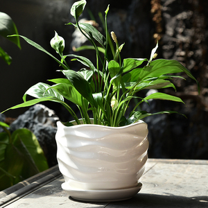 多肉花盆大号特大号简约