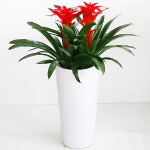 空气凤梨花净化空气