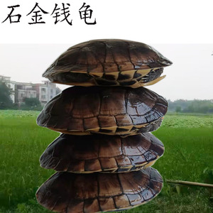 南种石金钱乌龟活体大种龟中华草龟下蛋食用龟煲汤外塘冷水龟包邮