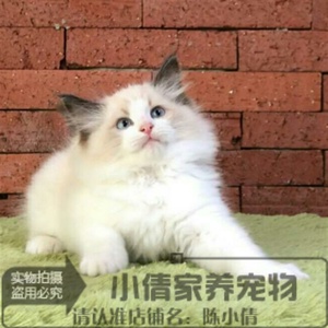 出售宠物活体小猫咪双色奶油色海豹色蓝眼布偶猫幼猫幼崽布偶猫x