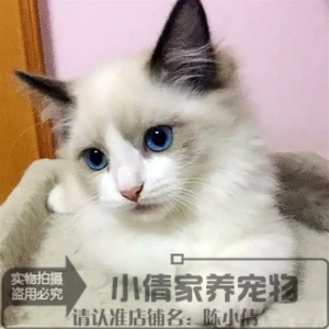 纯种蓝眼布偶猫活体海豹双色满背蓝双奶油色幼崽猫咪宠物猫出售x