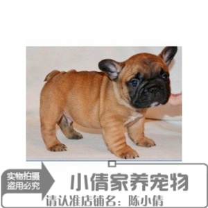 出售健康纯色法国斗牛犬幼犬纯种法牛法斗红牛赛级宠物狗狗活体q