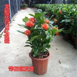 盆栽木本花卉植物室内四季开花