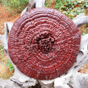 侗村深山正宗天然灵芝特大赤灵芝盆景野生干货林芝摆件80-90cm