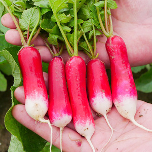 春红萝卜