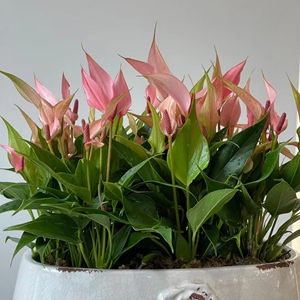 禾露露植物淘宝莉莉室内桌面植物净化空气办公室花卉粉掌盆栽观叶