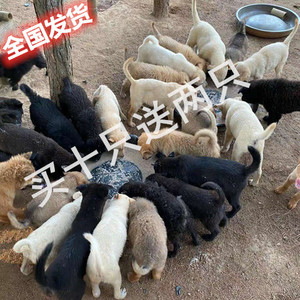 巨型活体肉狗苗幼崽优质杂交品种土狗苗食用狗田园犬大型养殖