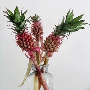 荷兰进口迷你小菠萝凤梨花可做干花高格调鲜花旺来花包邮鲜切花